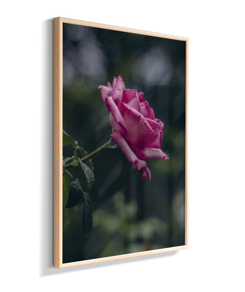 Rosa