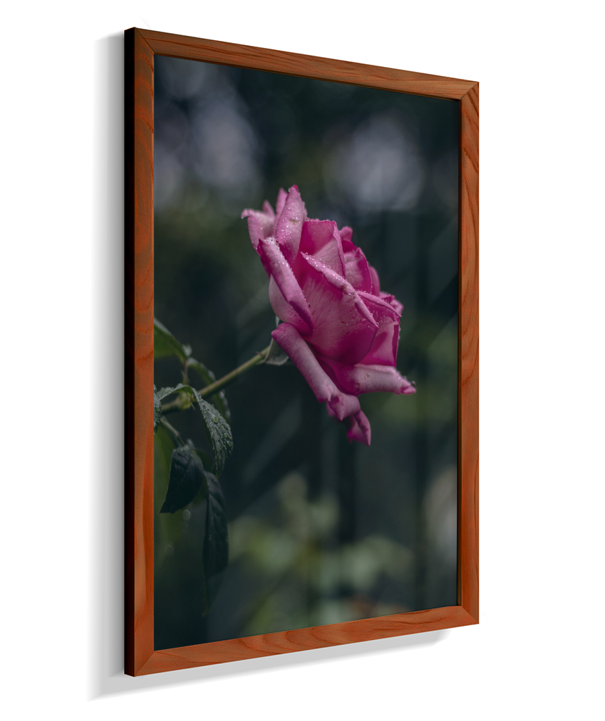 Rosa