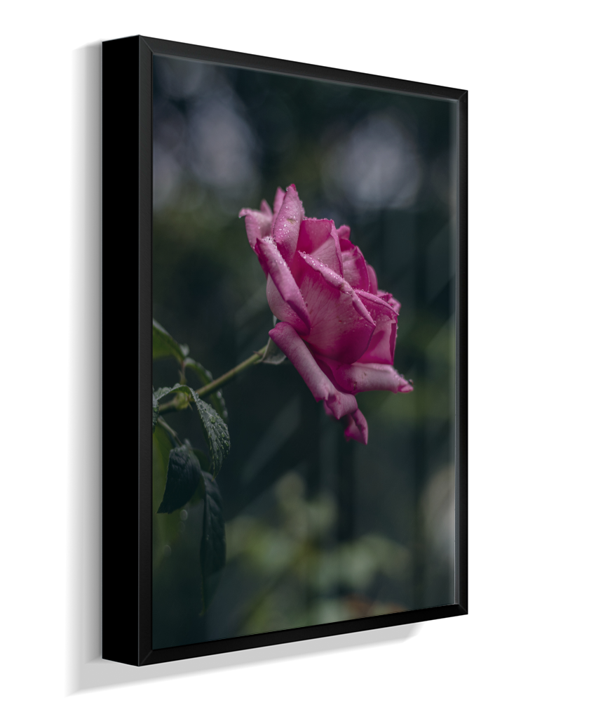 Rosa