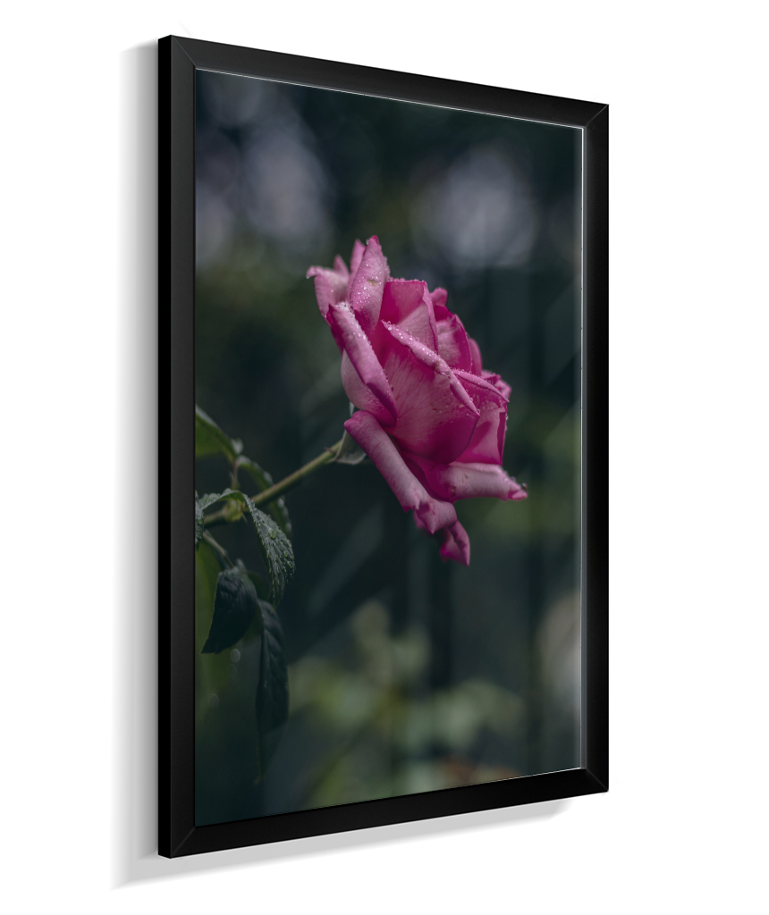 Rosa