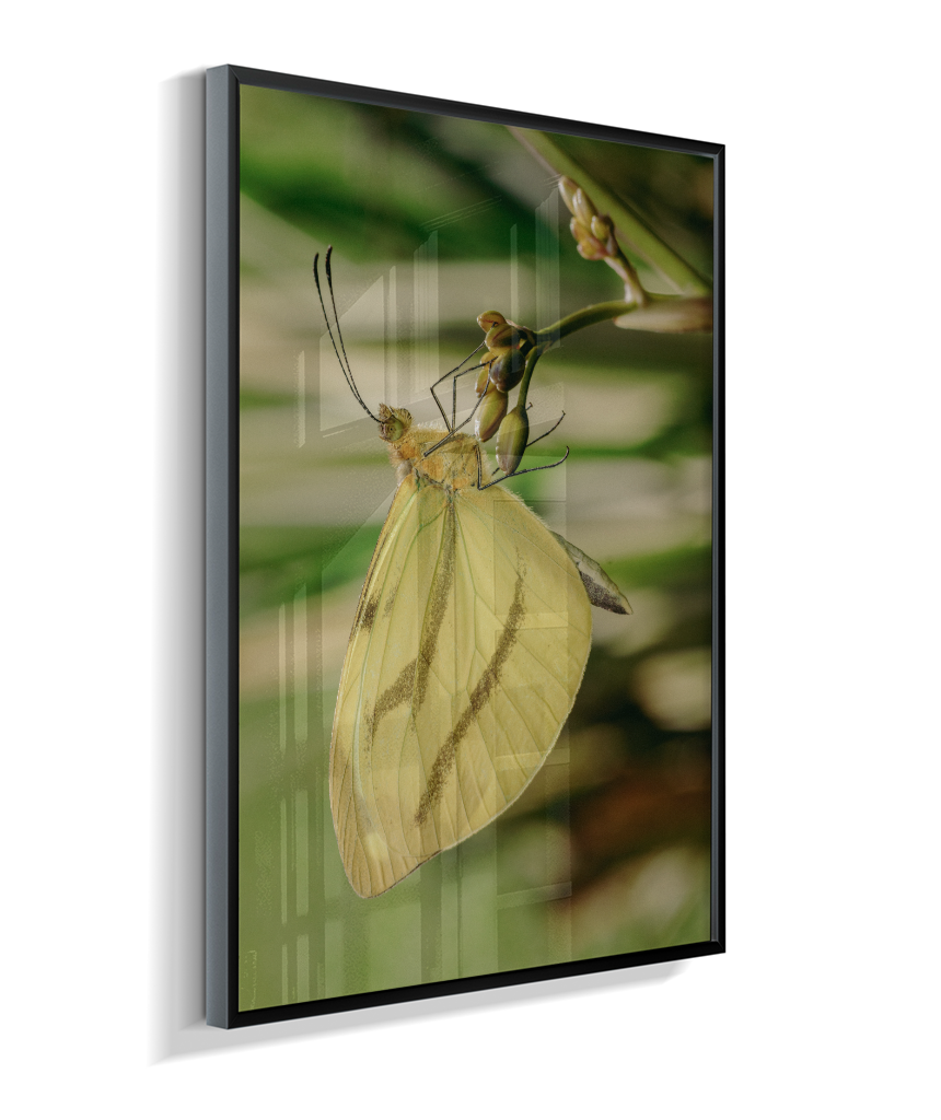 Enantia lina