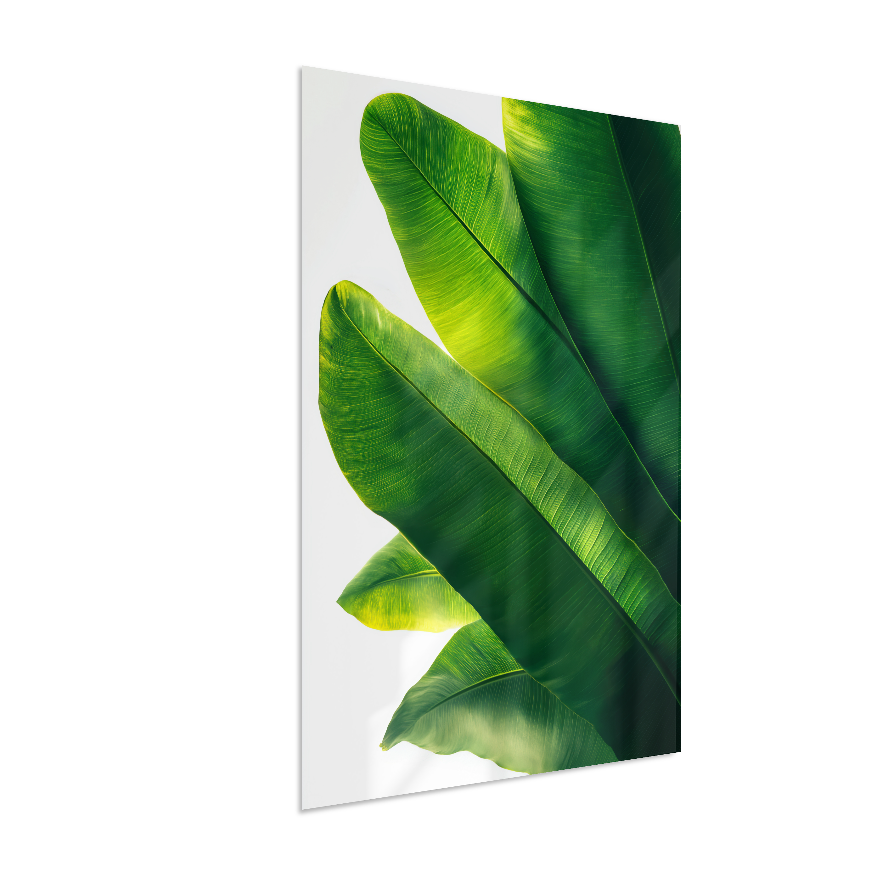 Bananeira 3