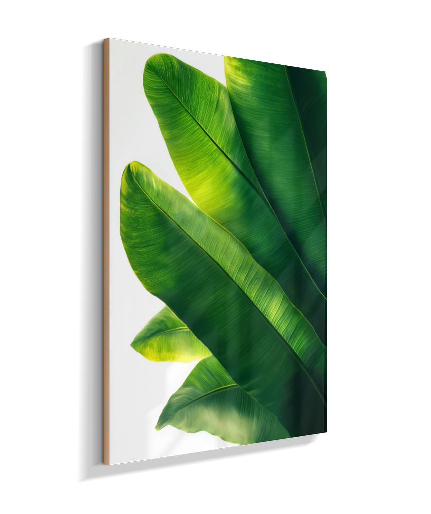 Bananeira 3