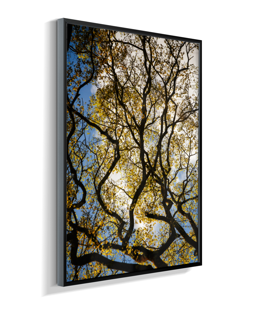 Galhos 3