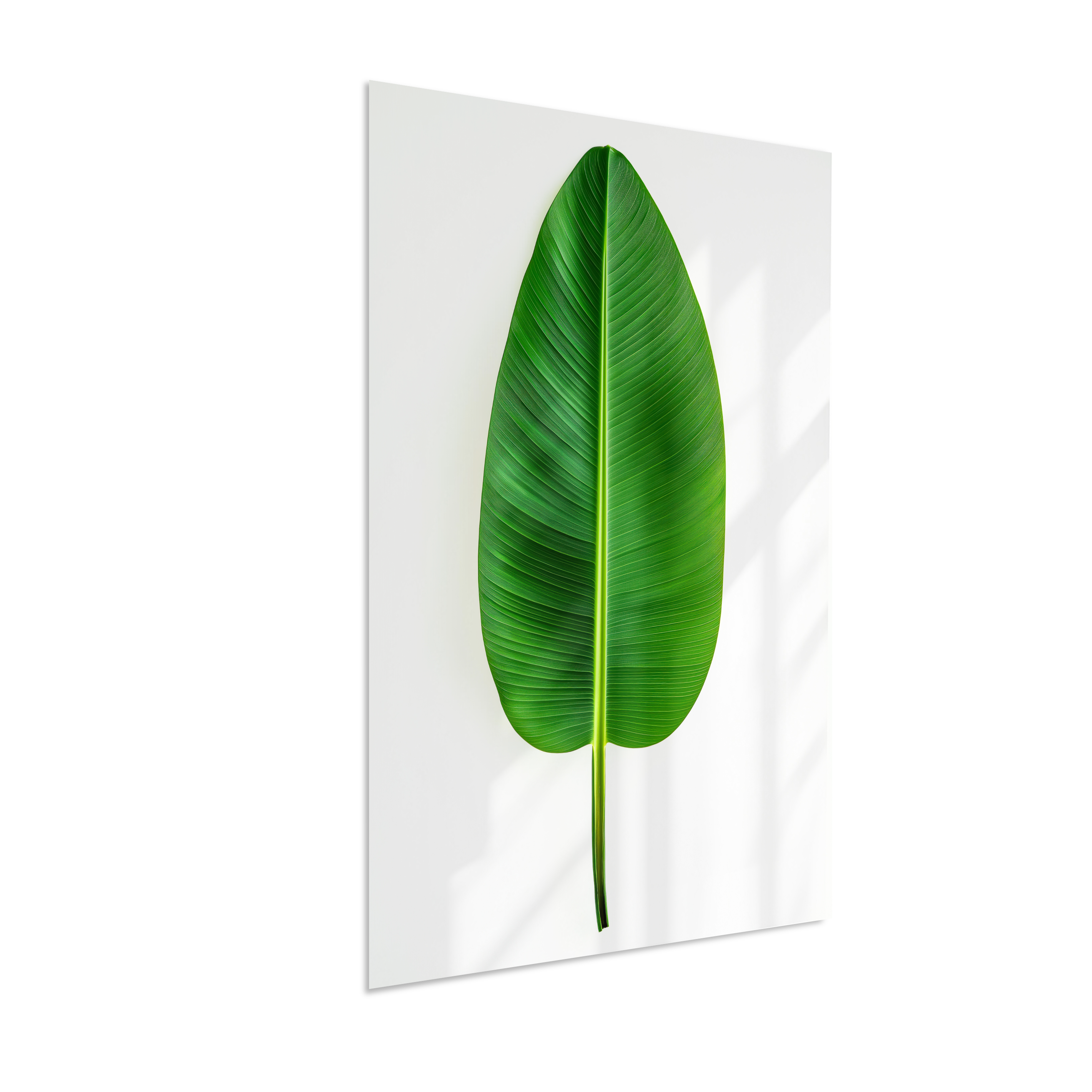 Bananeira 1