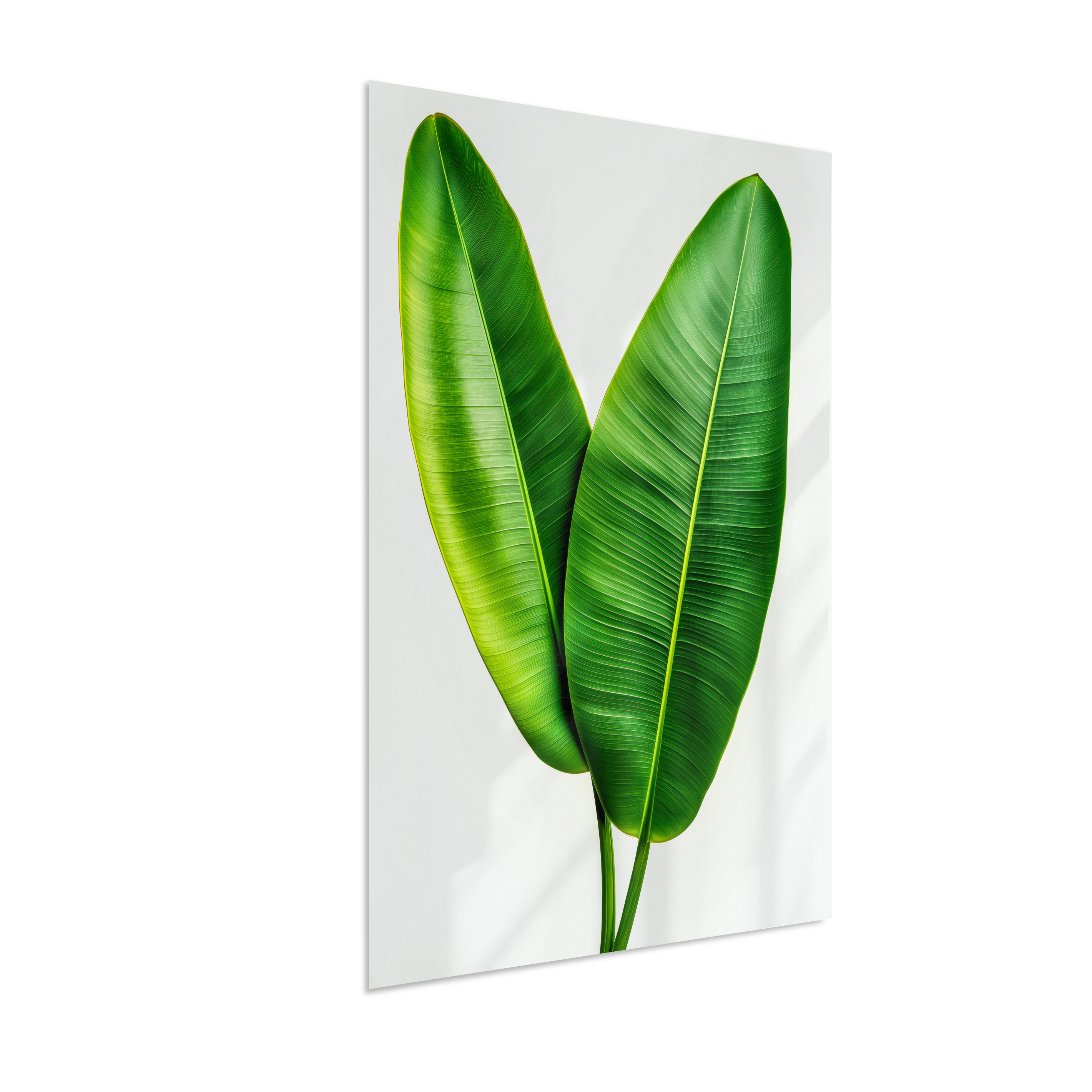 Bananeira 3