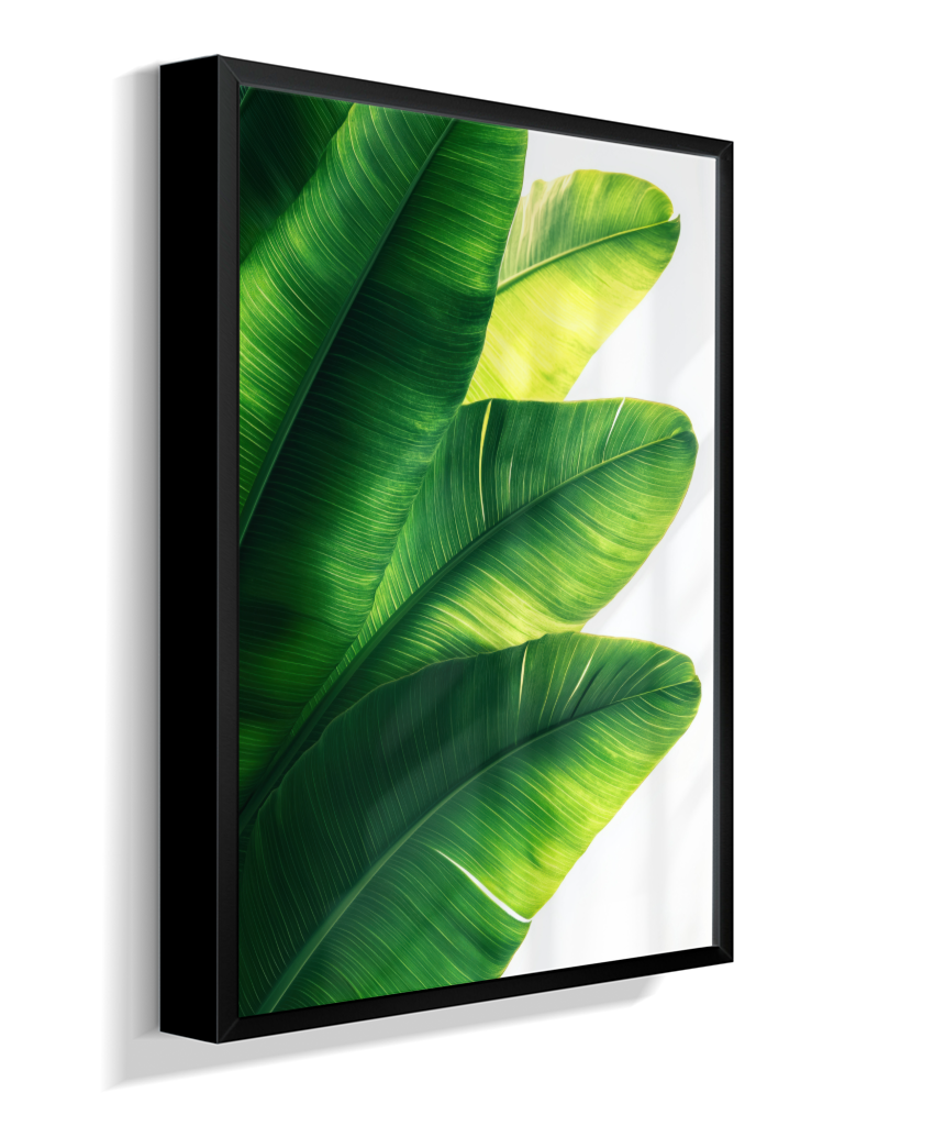 Bananeira 5