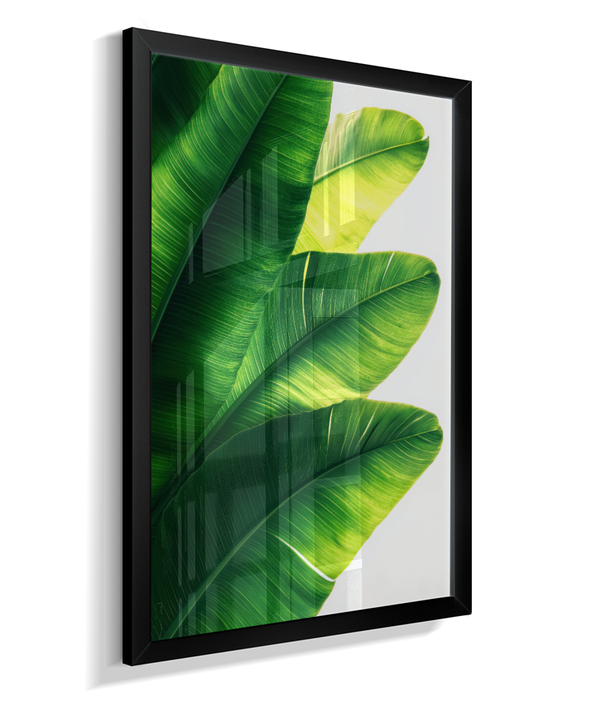 Bananeira 5