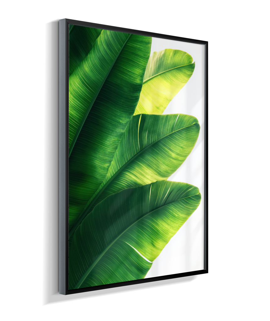 Bananeira 5