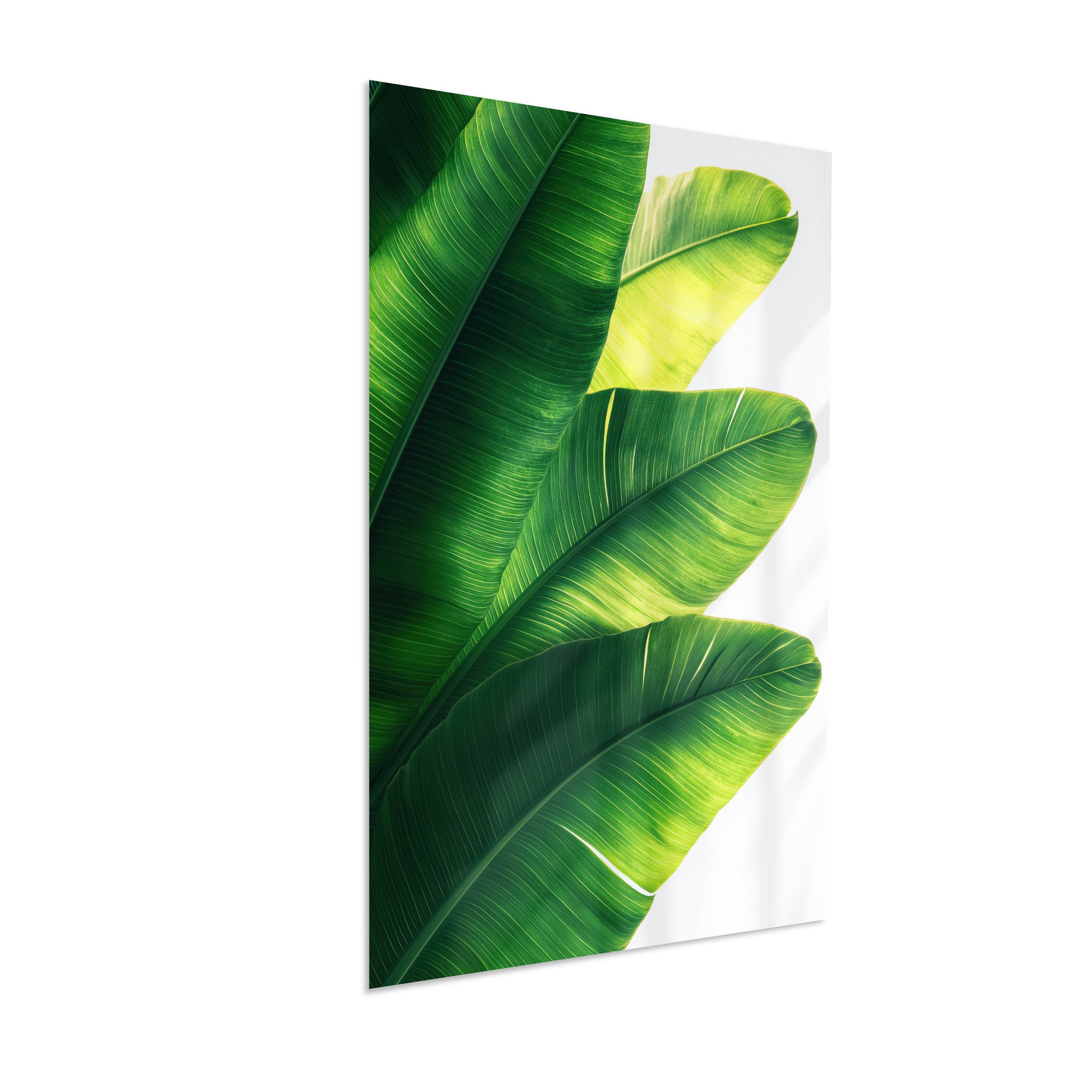 Bananeira 5