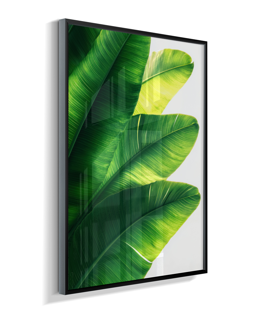Bananeira 5